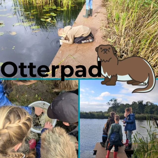 Het was genieten vanmorgen voor groep 5 en 6. We gingen Het Otterpad lopen in de bossen bij Earnewâld. We hebben veel van de omgeving van de otter mogen zien. We leerden dat een otter wel 120cm lang kan worden en zijn staart wel 50cm, we bekeken het water en hebben gemeten welke temperatuur het water is. Ook hebben we gemeten hoe ver een otter onder water kan kijken. Verder gingen we nog diertjes vangen met een schepnet, luisterden we naar alle geluiden uit het moeras, mochten we verstoppertje doen (omdat een otter zich ook zo goed kan verstoppen) en gingen we ver springen. Wat een leuke leerzame ochtend!